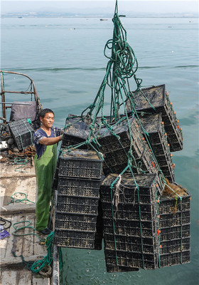 视频| 鲍鱼收获季,海上捕捞忙